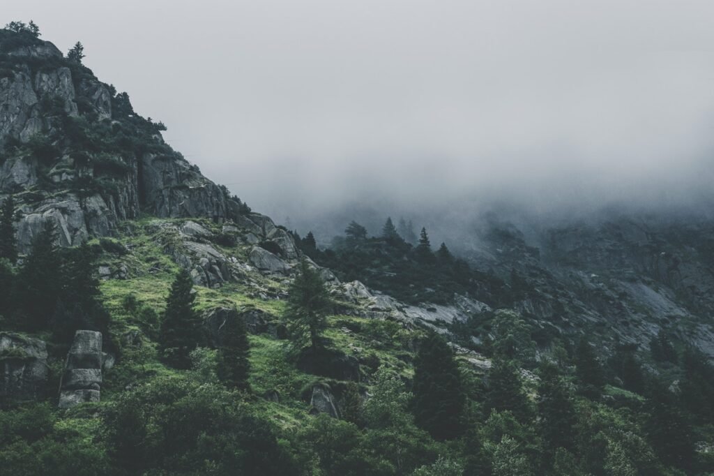 Oferta green leafed trees during fog time 167684.jpg